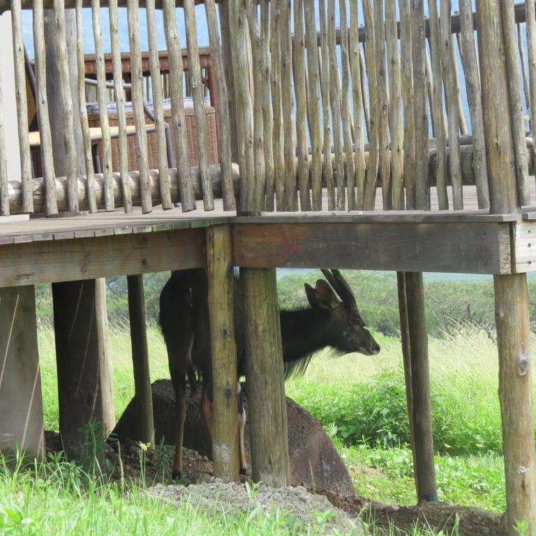 Ukuthula Lodge 霍维克 客房 照片