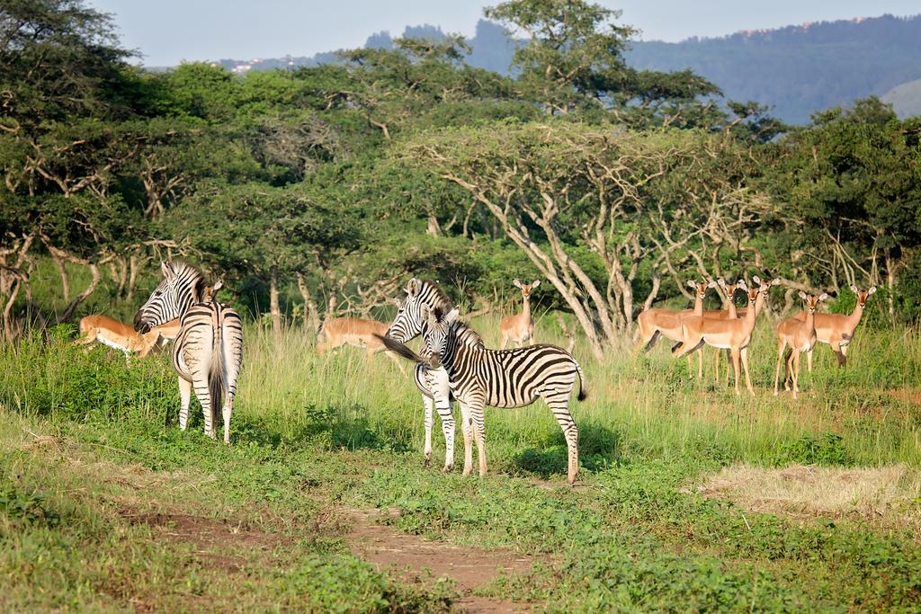 Ukuthula Lodge 霍维克 外观 照片